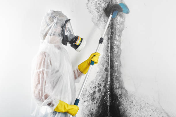 Best Attic Mold Removal  in Taylors Falls, MN