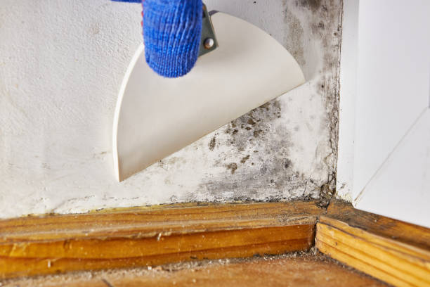 Best Mold Remediation for Healthcare Facilities  in Taylors Falls, MN